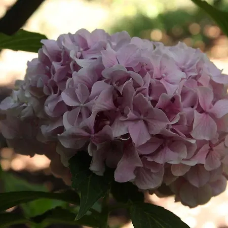 By The Sea Podaca, Makarska - 6821